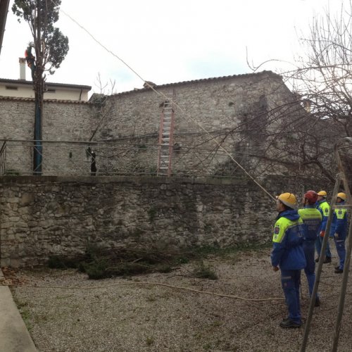 Intervento taglio albero n. 5 / 102391
