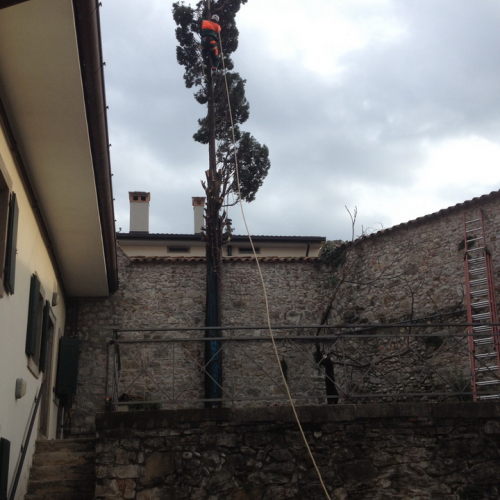 Intervento taglio albero n. 6 / 102392