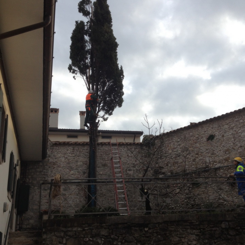 Intervento taglio albero n. 1 / 102387