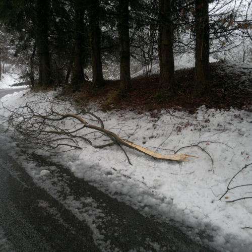 Interventi di rimozione alberi n. 1 / 103338