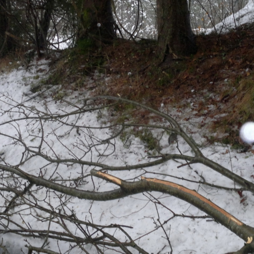 Interventi di rimozione alberi n. 2 / 103339