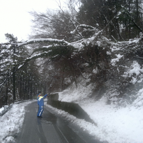 Interventi di rimozione alberi n. 3 / 103340