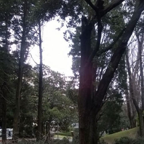 Interventi a causa della Bora foto n.8 / 112662