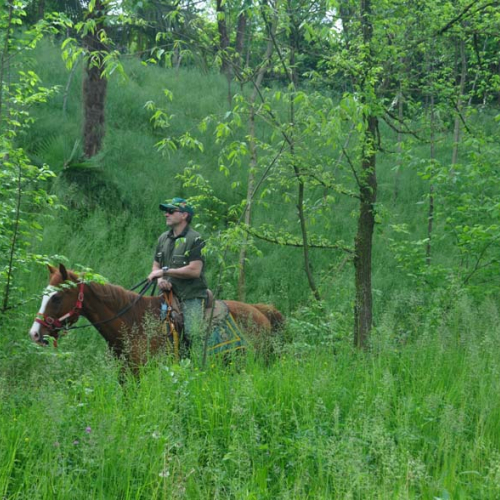 Esercitazione DOG FRIEND 2013" n. 24""sercitazione "DOG FRIE""ercitazi" / 94671