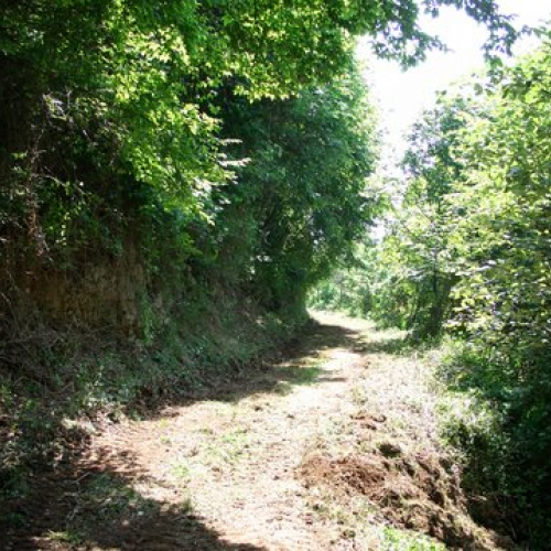 attivit‡ ripristino di una pista forestale n. 27 / 53645