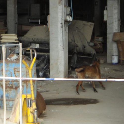 Esercitazione DOG FRIEND 2013" n. 11""sercitazione "DOG FRIE""ercitazi" / 94748