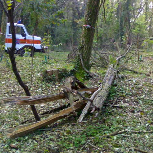 Abbattimento alberi pericolanti n. 4 / 57729