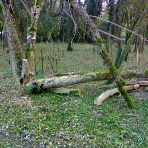 Abbattimento alberi pericolanti n. 6 / 57731