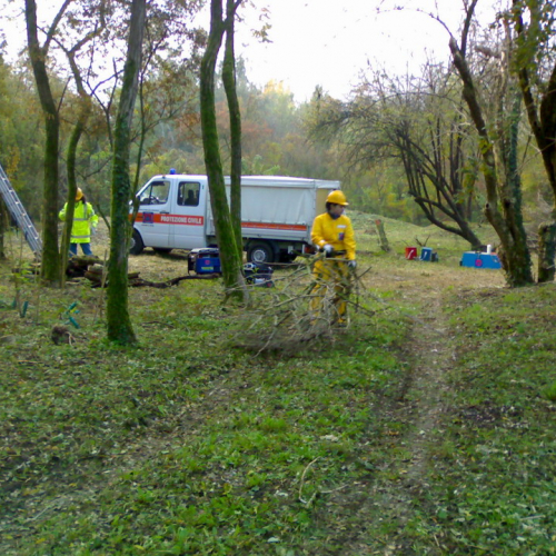 Abbattimento alberi pericolanti n. 7 / 57732