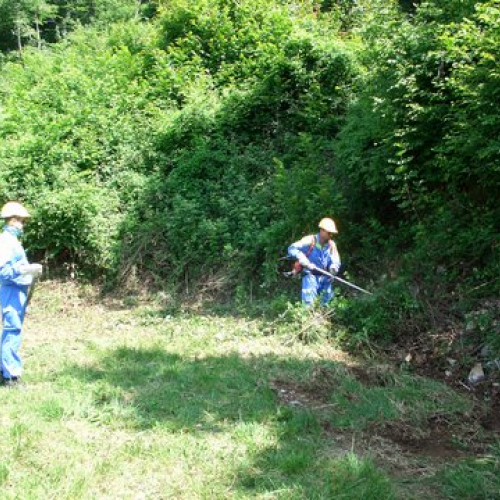 attivit‡ ripristino di una pista forestale n. 31 / 53649