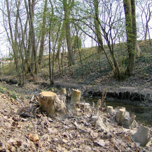 Intervento Ronchis n. 31 / 78926