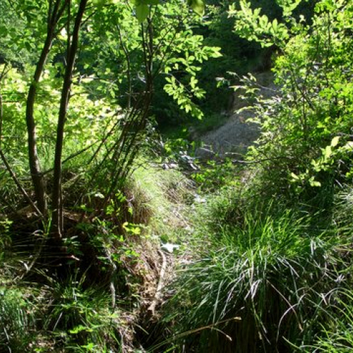 attivit‡ ripristino di una pista forestale n. 38 / 53656