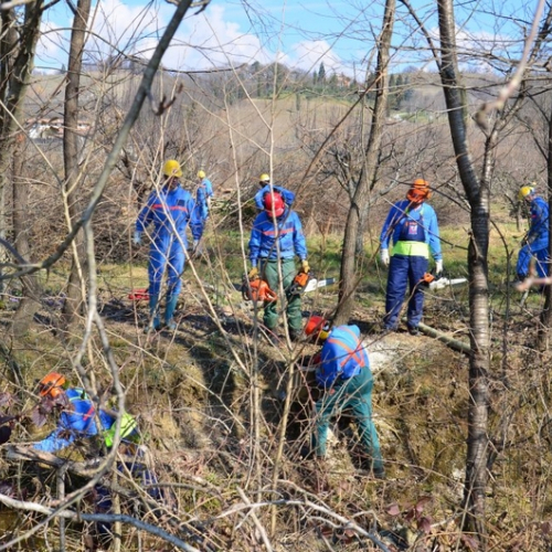 Pulizia alberi foto n.3 / 113332