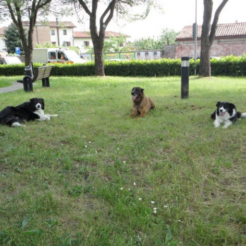 Esercitazione DOG FRIEND 2013" n. 26""sercitazione "DOG FRIE""ercitazi" / 94763