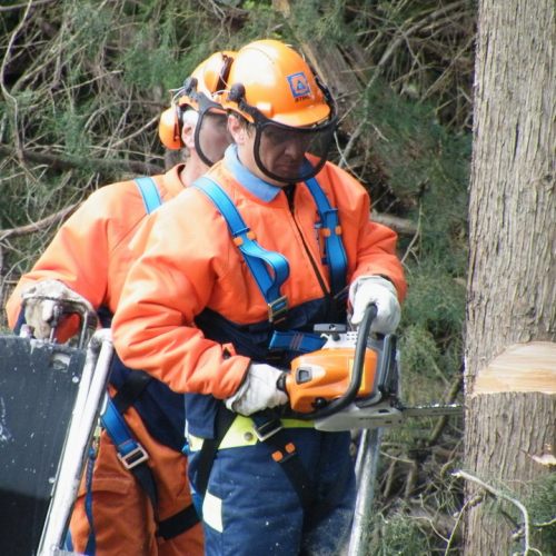 attivit‡ taglio alberi n. 7 / 66732