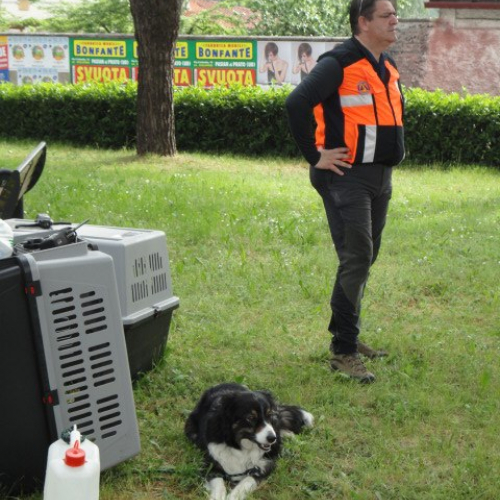 Esercitazione DOG FRIEND 2013" n. 44""sercitazione "DOG FRIE""ercitazi" / 94781