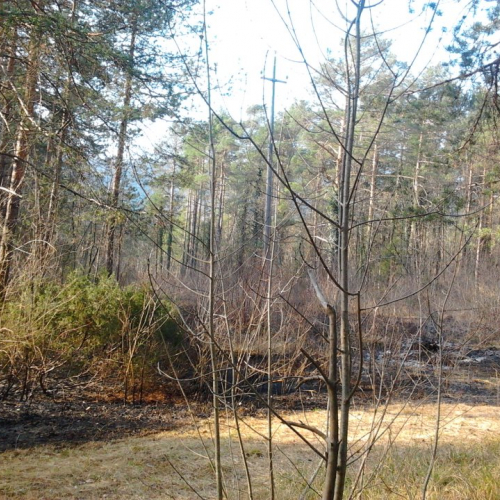 Incendio boschivo a Caneva di Tolmezzo n. 3 / 78420