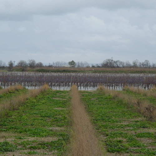 Fiumicello canale Tiel / 32725