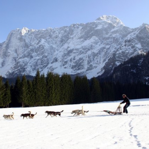 Sleddog Fusine Malga Mangart / 16579