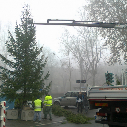 Trasporto albero di Natale n. 3 / 102544