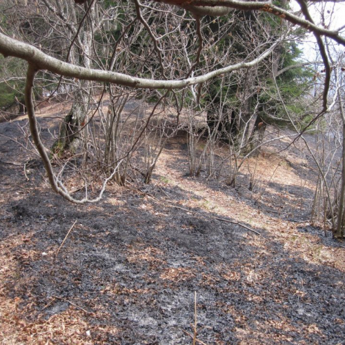 Incendio boschivo in localit‡ Fusea Ribulis n. 1 / 78422