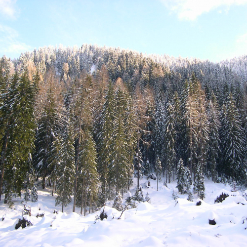 Boschi fondo / 16580