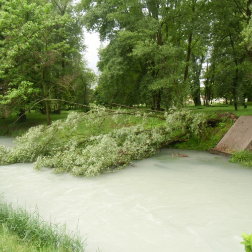 Intervento rimozione alberi n. 1 / 95552