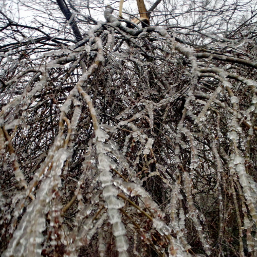 Gelicidio in provincia di Trieste n. 2 / 92278