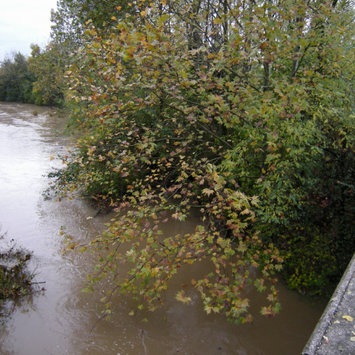 Torrente Cormor 30-10-08 n.2 / 31547