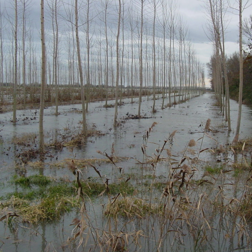 Cervignao Canale Banduzzi n. 4 / 32772