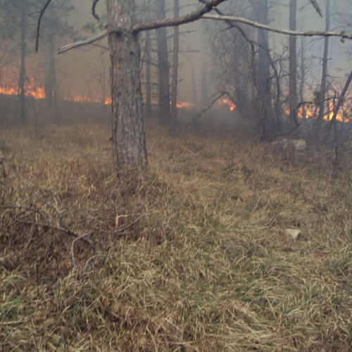 Incendio boschivo Monrupino-Trieste n. 2 / 77087