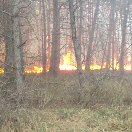 Incendio boschivo Monrupino-Trieste n. 5 / 77090