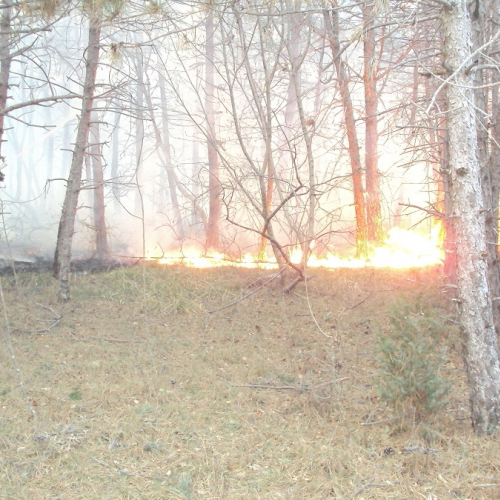 Incendio boschivo Monrupino-Trieste n. 8 / 77093