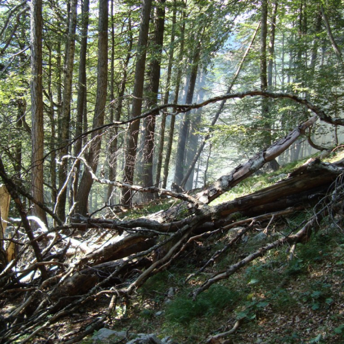 Incendio boschivo Malga Veltri n. 2 / 85692