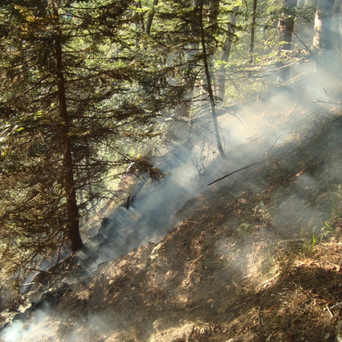 Incendio boschivo Malga Veltri n. 5 / 85695