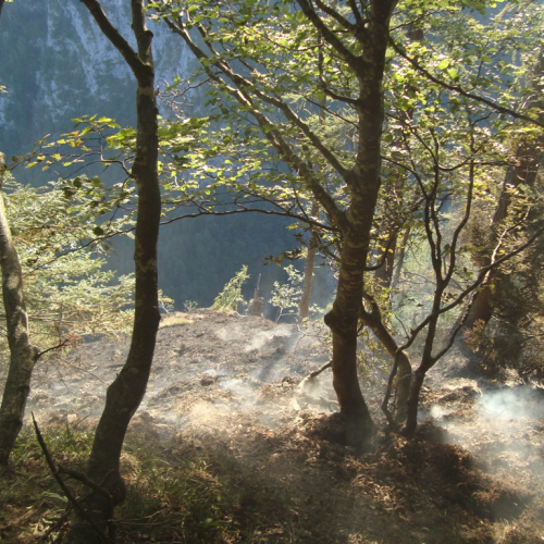 Incendio boschivo Malga Veltri n. 6 / 85696