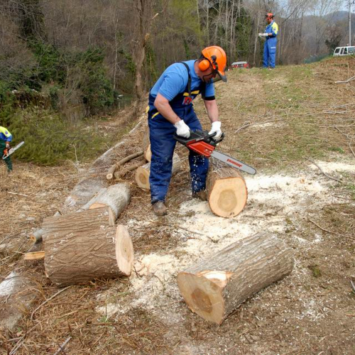 Alvei Puliti 2012 n. 13 / 78214