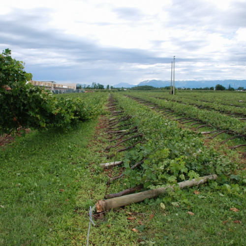Tromba d'aria a Pavia di Udine n. 24 / 54547