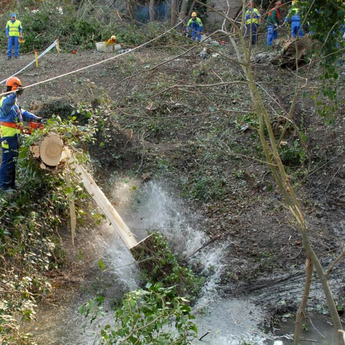 Alvei Puliti 2012 n. 36 / 78237