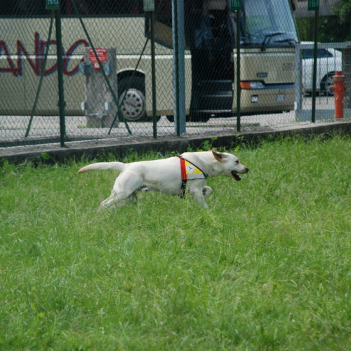 Prova di evacuazione al Malignani n. 47 / 80535