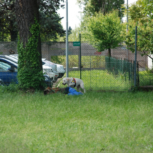 Prova di evacuazione al Malignani n. 48 / 80536