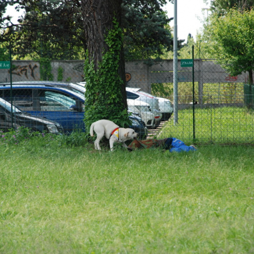 Prova di evacuazione al Malignani n. 49 / 80537
