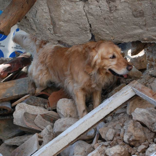 Abruzzo 07/04/09 n. 39 / 37287