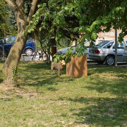 Ruda foto 59: illustrazione attivit‡ cani di protezione civile / 10633
