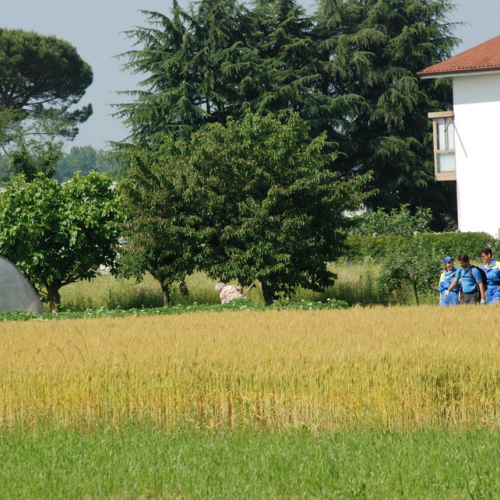 Attivit‡ formazione/divulgazione presso scuola Colugna n. 40 / 109911