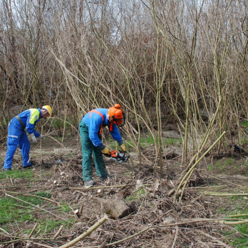 Intervento alveo Torre nelle vicinanze dell'abitato di Salt n. 66 / 78740