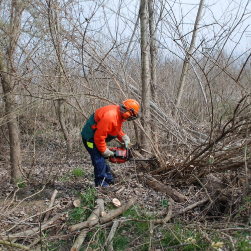 Intervento alveo Torre nelle vicinanze dell'abitato di Salt n. 70 / 78744