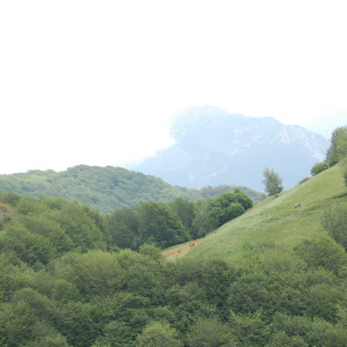 Esercitazione Monte Amariana - Fuoco in Pineit 2012" n. 23""sercitazione "Monte Amariana - Fuoco in Pine""ercitazione "Monte Amariana - ""rcitazione "Monte""citaz" / 82917