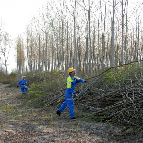intervento Fiume Meduna Ponte Strada Statale 13 n. 10 / 78434