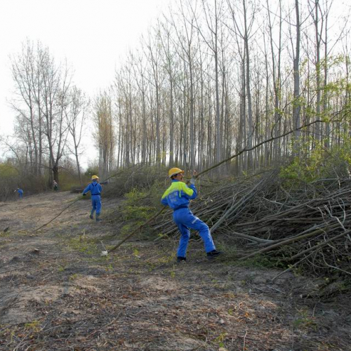 Alvei Puliti 2012 n. 75 / 78276